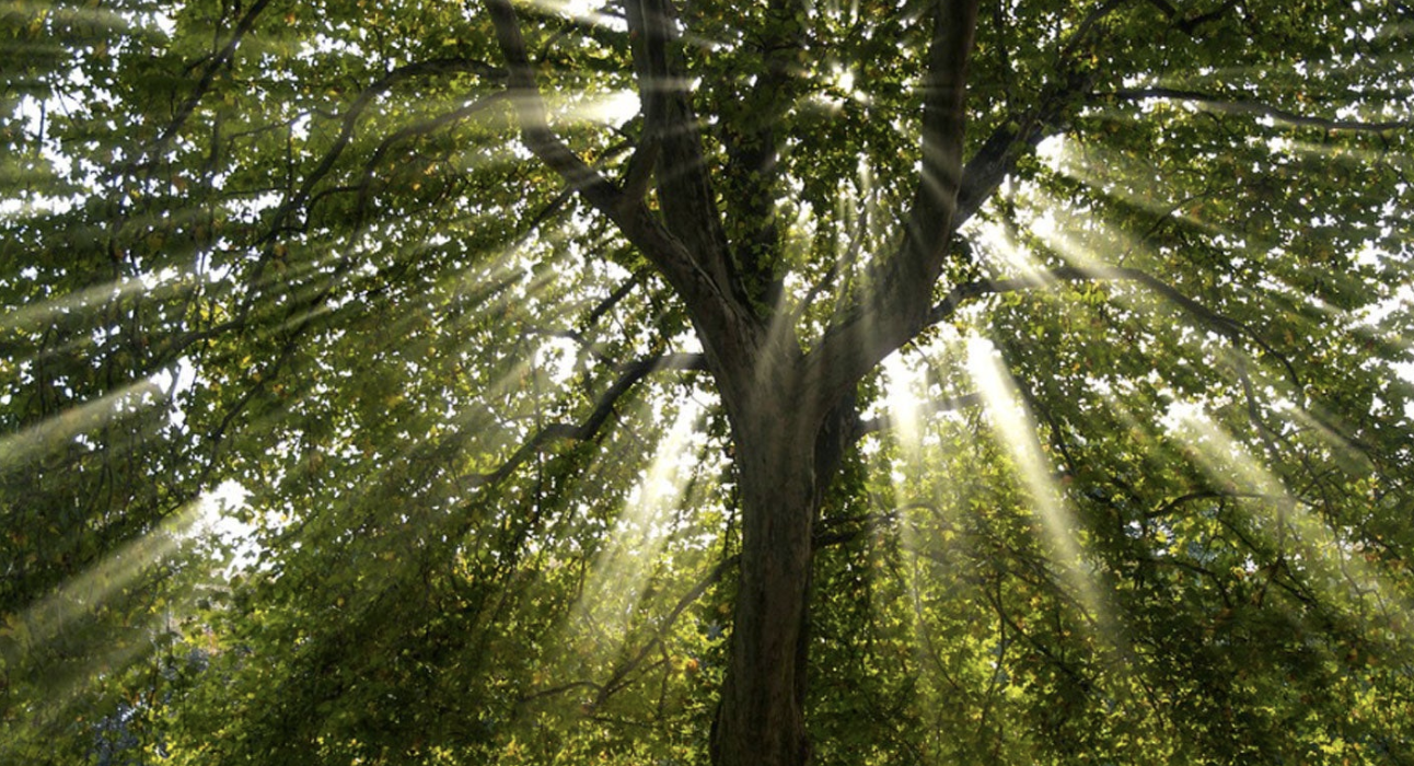 The Blessing and Symbolism of Trees